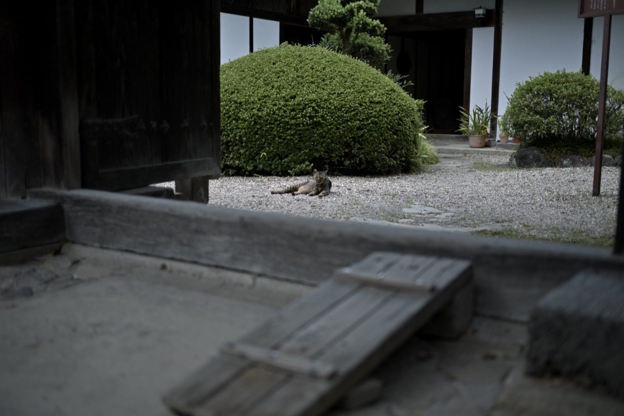 白砂の庭で横になるキジトラ猫と、丸く刈り込まれた低木