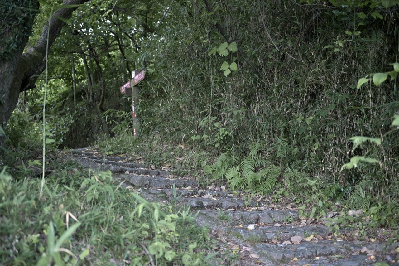 木立と竹草に囲まれ、道標の脇を上っていく石段状の道