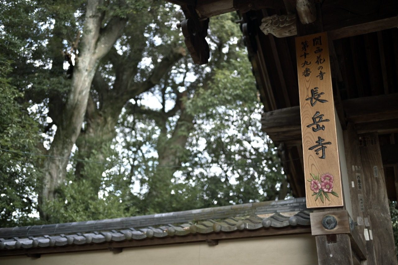 長岳寺と書かれた木札が掛かる門と、その向こうに立つ大木